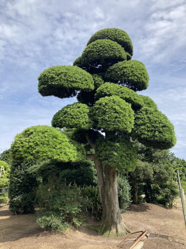 千葉県町匝瑳市 いぬまき