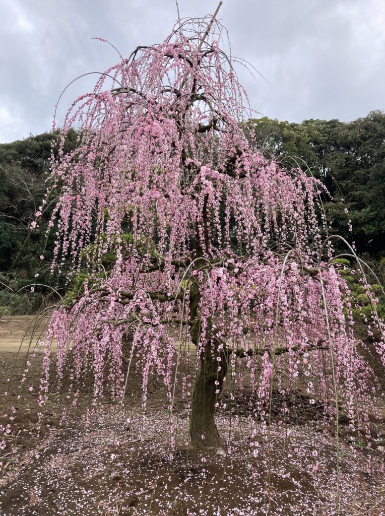 千葉県町匝瑳市 枝垂梅
