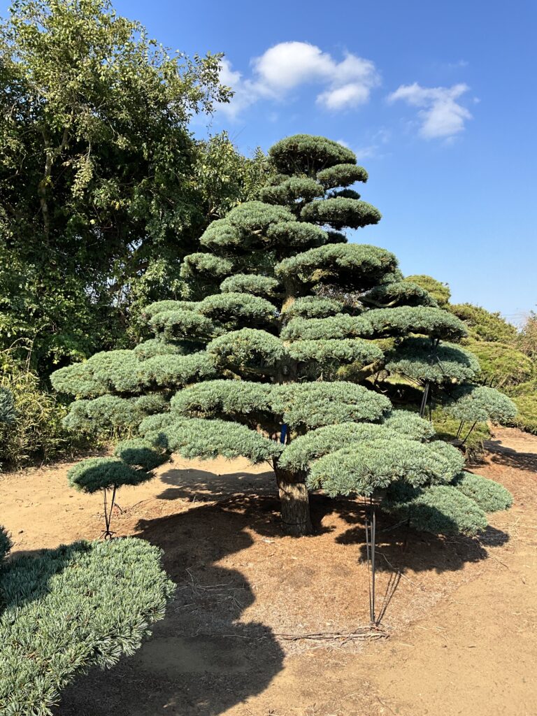 ゴヨウマツ4-104