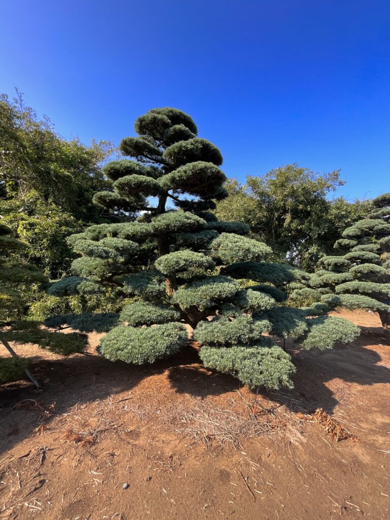 ゴヨウマツ4-108