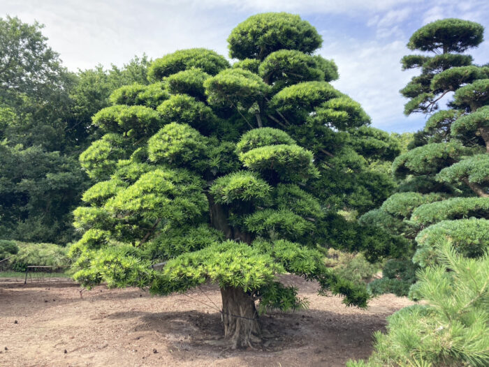 イヌマキ　販売