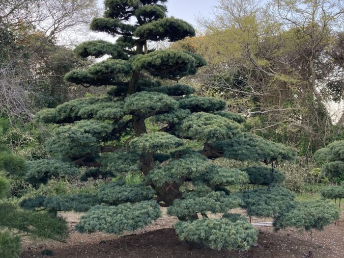 千葉県町匝瑳市　五葉松