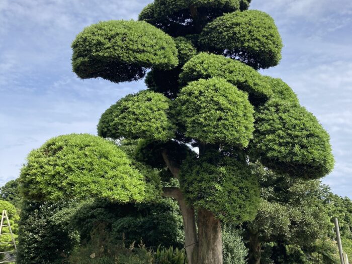 千葉県町匝瑳市　いぬまき