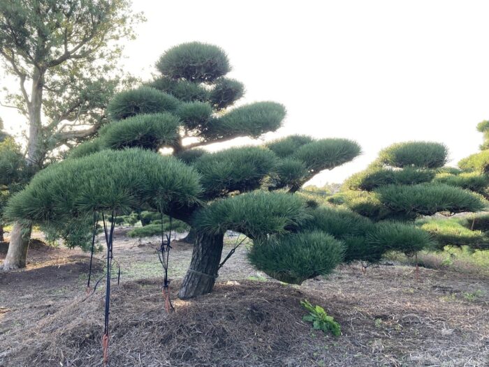 千葉県町匝瑳市　黒松