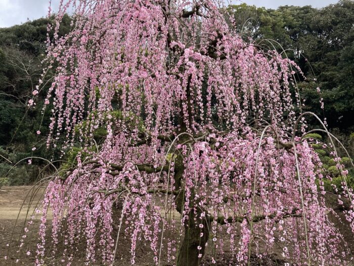 千葉県町匝瑳市　枝垂梅
