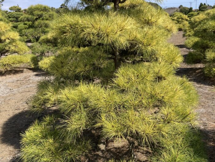 千葉県町匝瑳市　ジャノメマツ